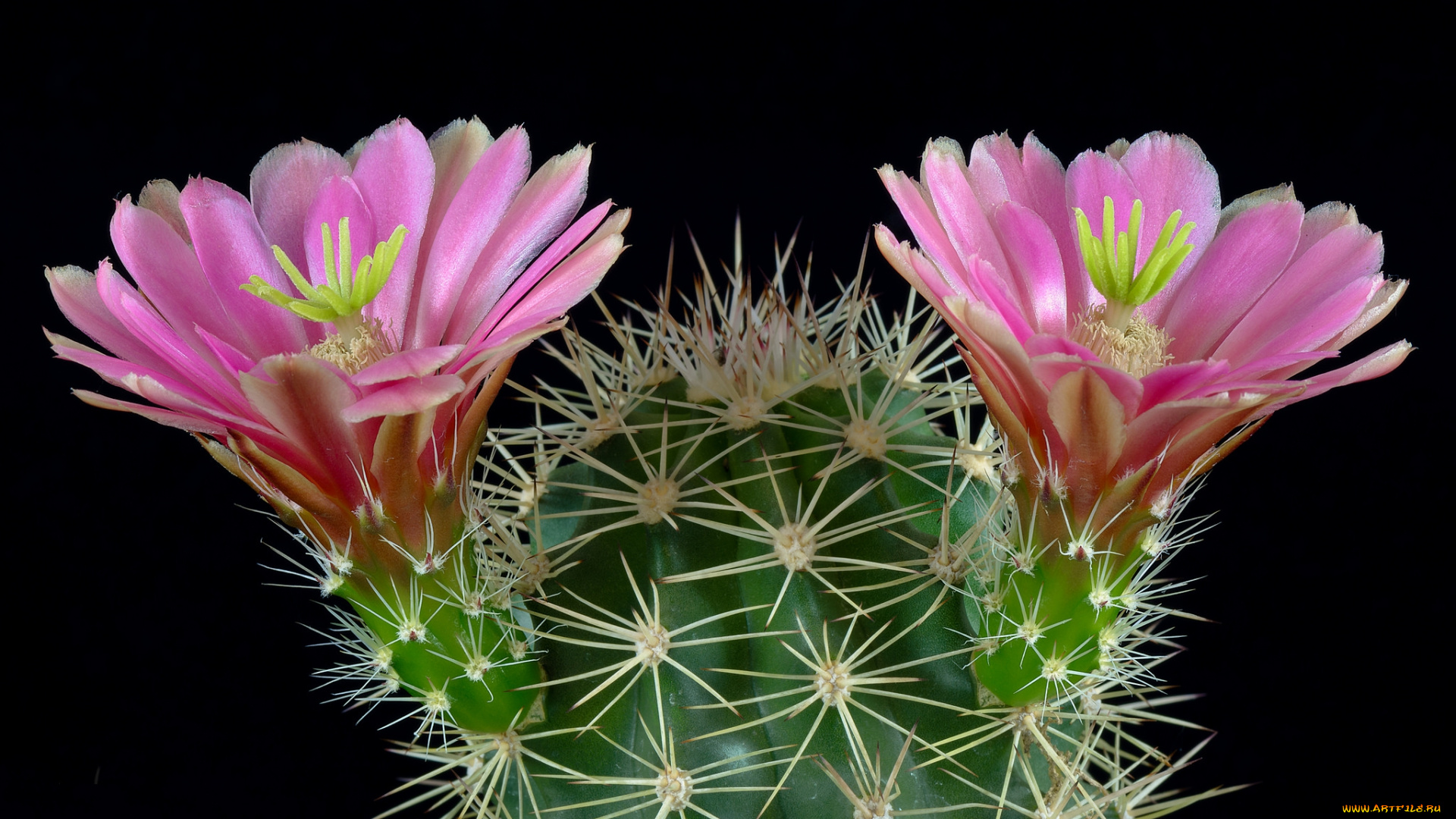 цветы, кактусы, цветок