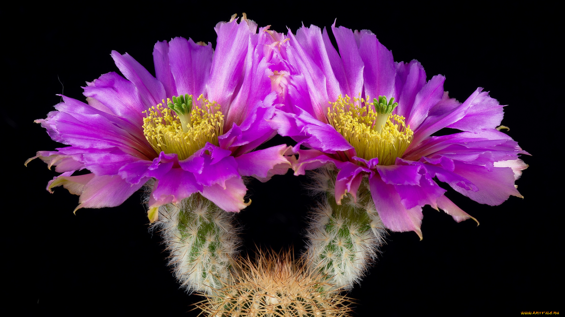 цветы, кактусы, цветок