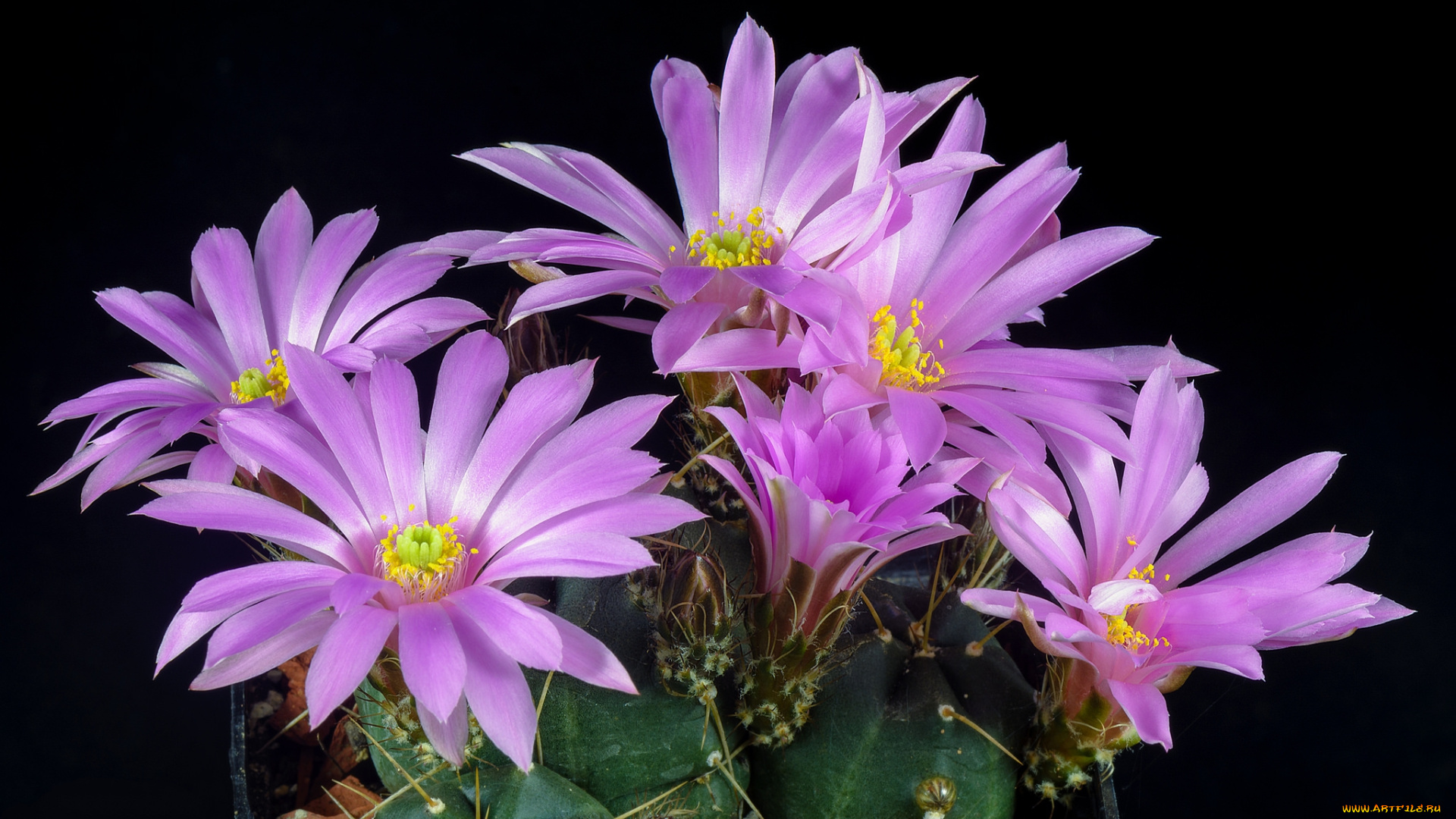 цветы, кактусы, цветок