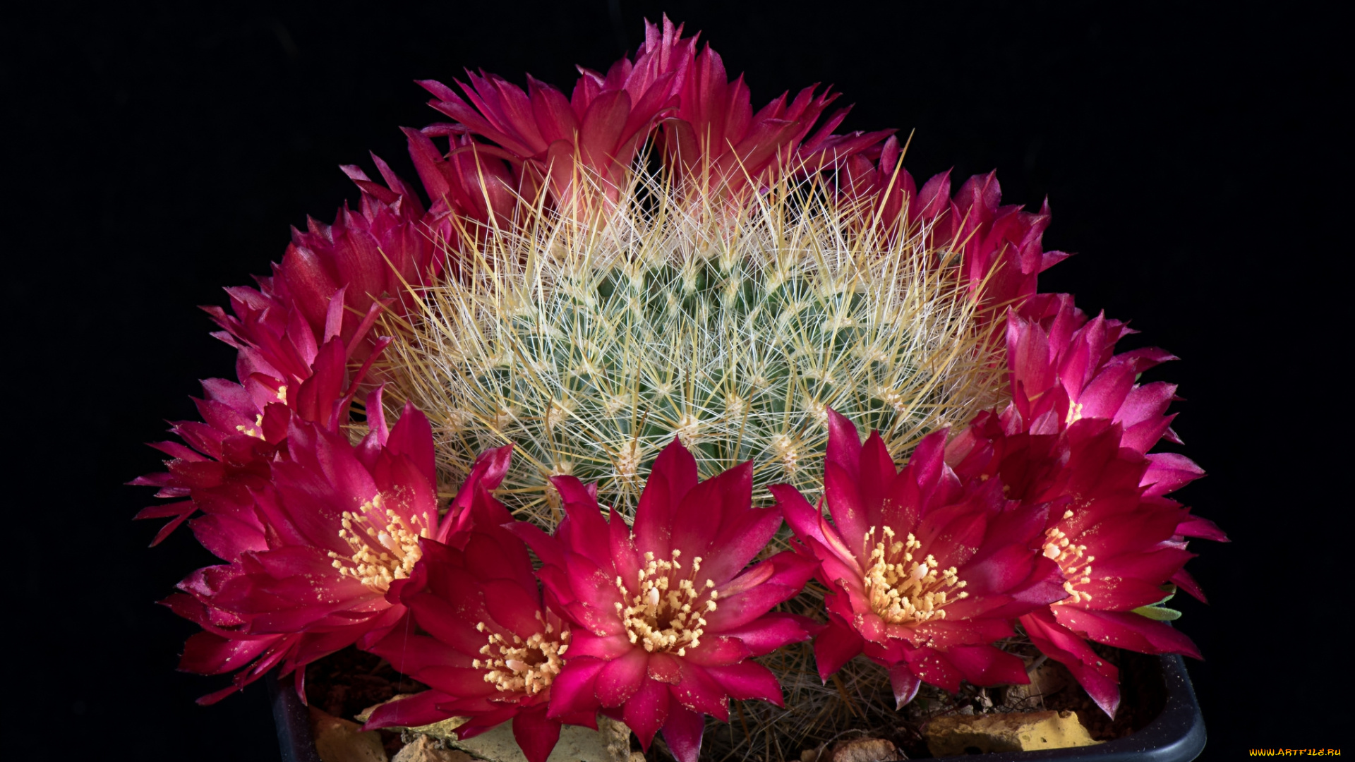 цветы, кактусы, цветок