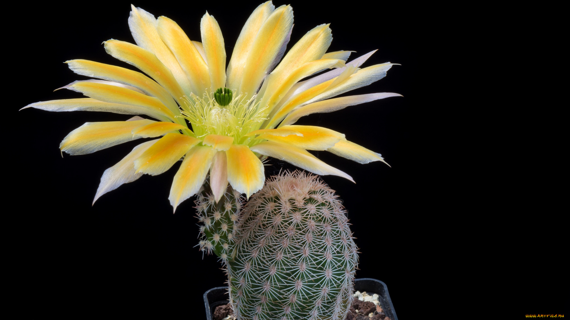 цветы, кактусы, цветок