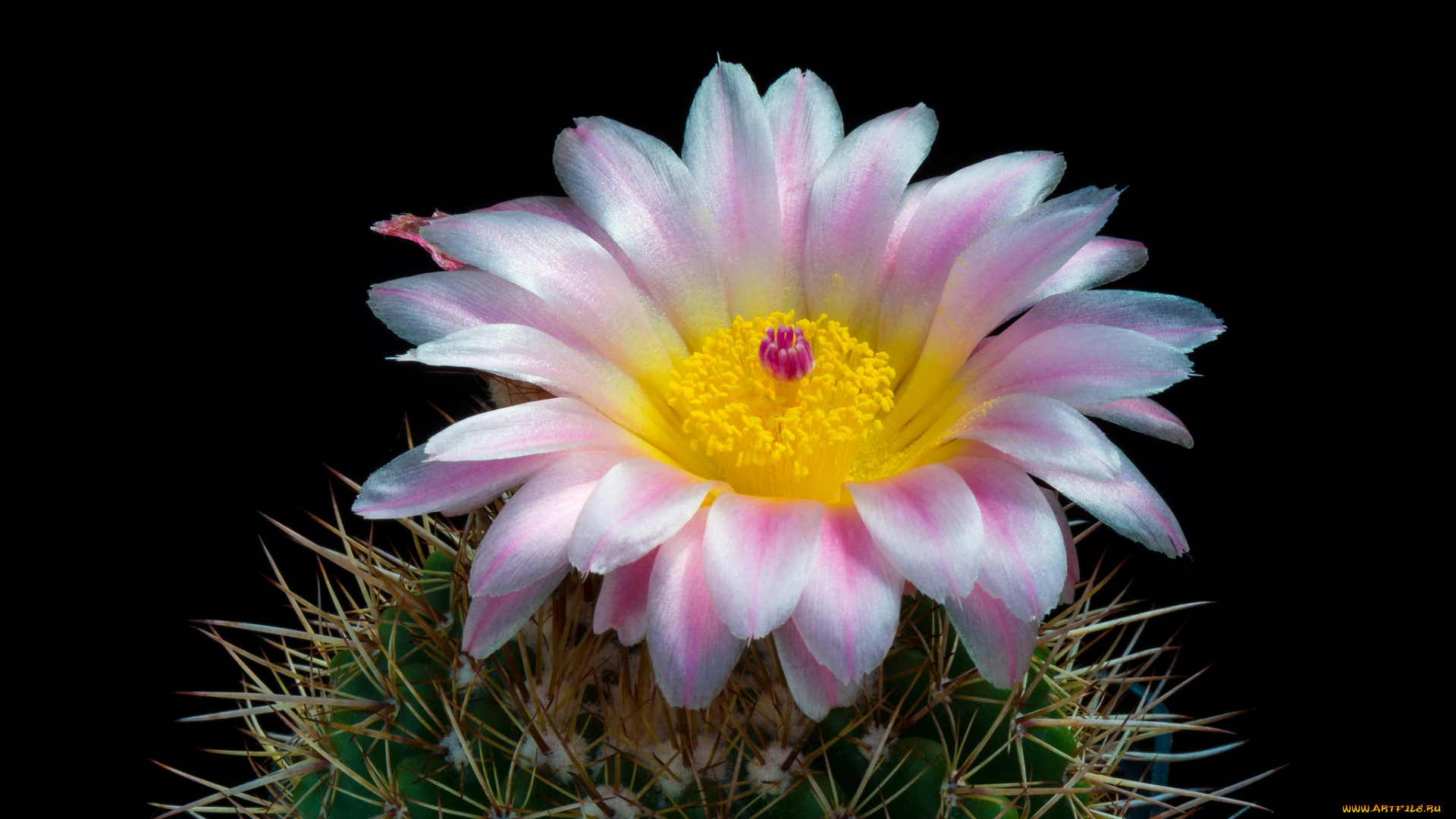 цветы, кактусы, цветок