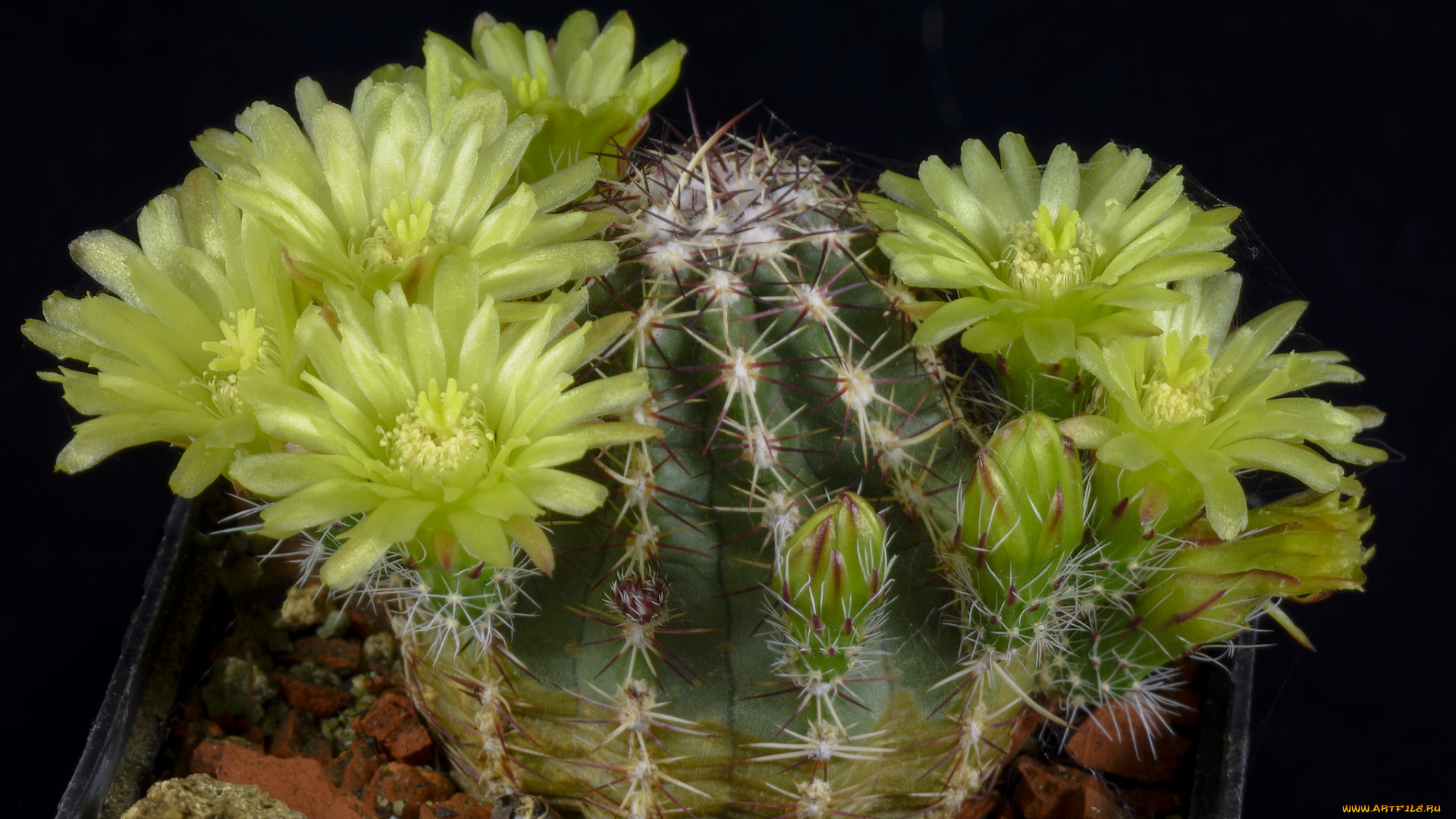 цветы, кактусы, цветок