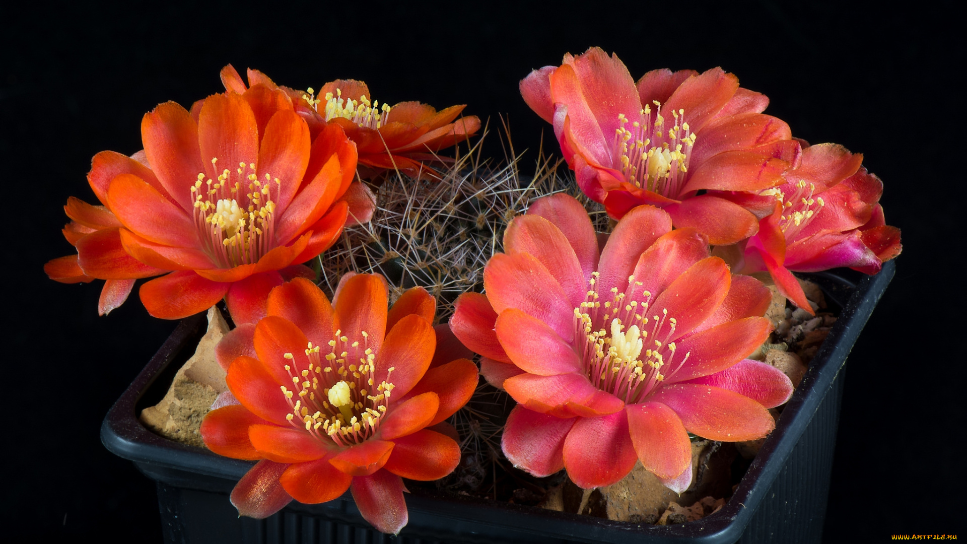 цветы, кактусы, цветок