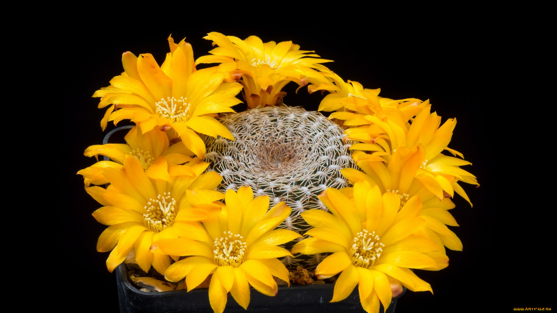 цветы, кактусы, цветок