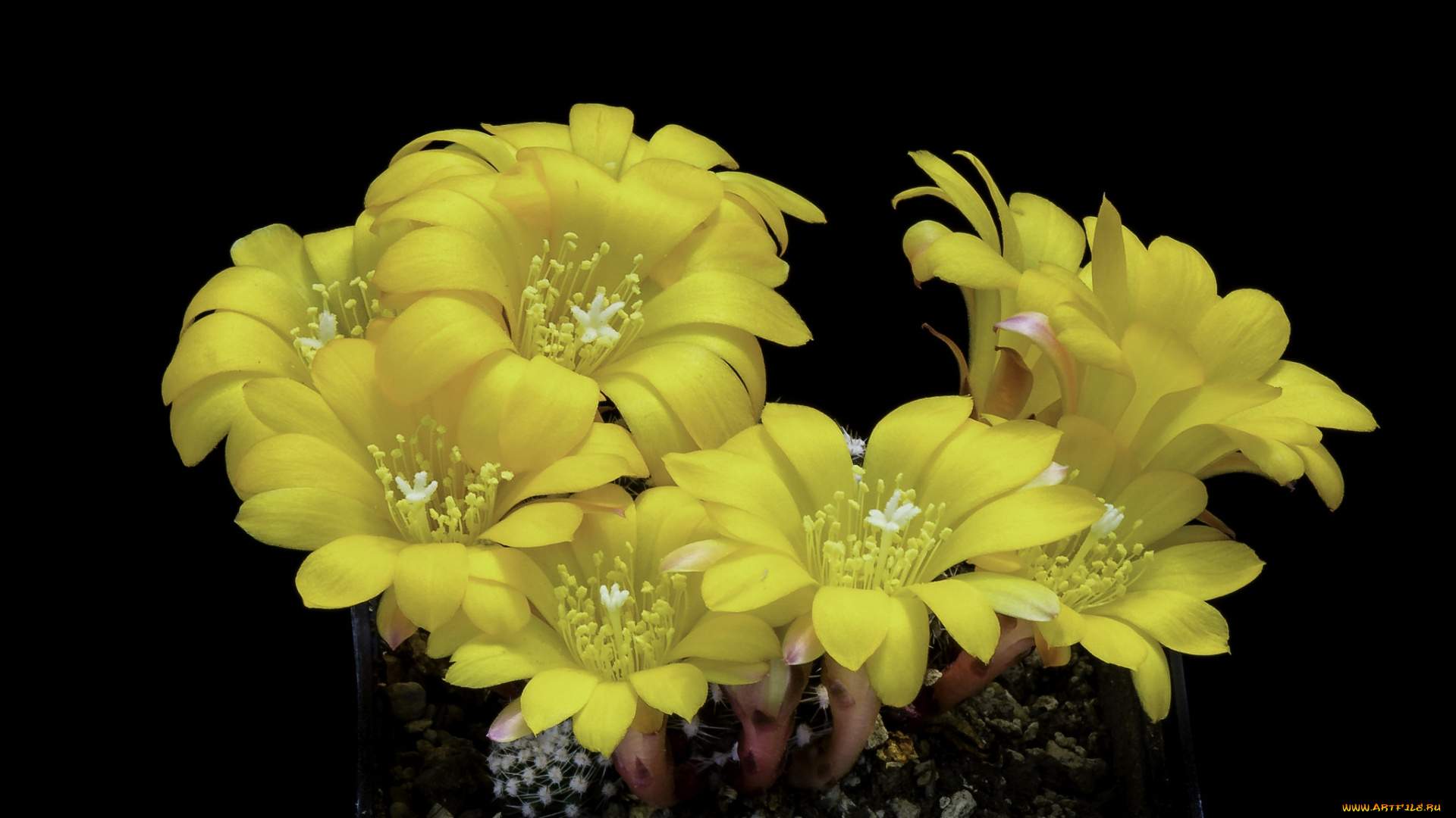 цветы, кактусы, цветок