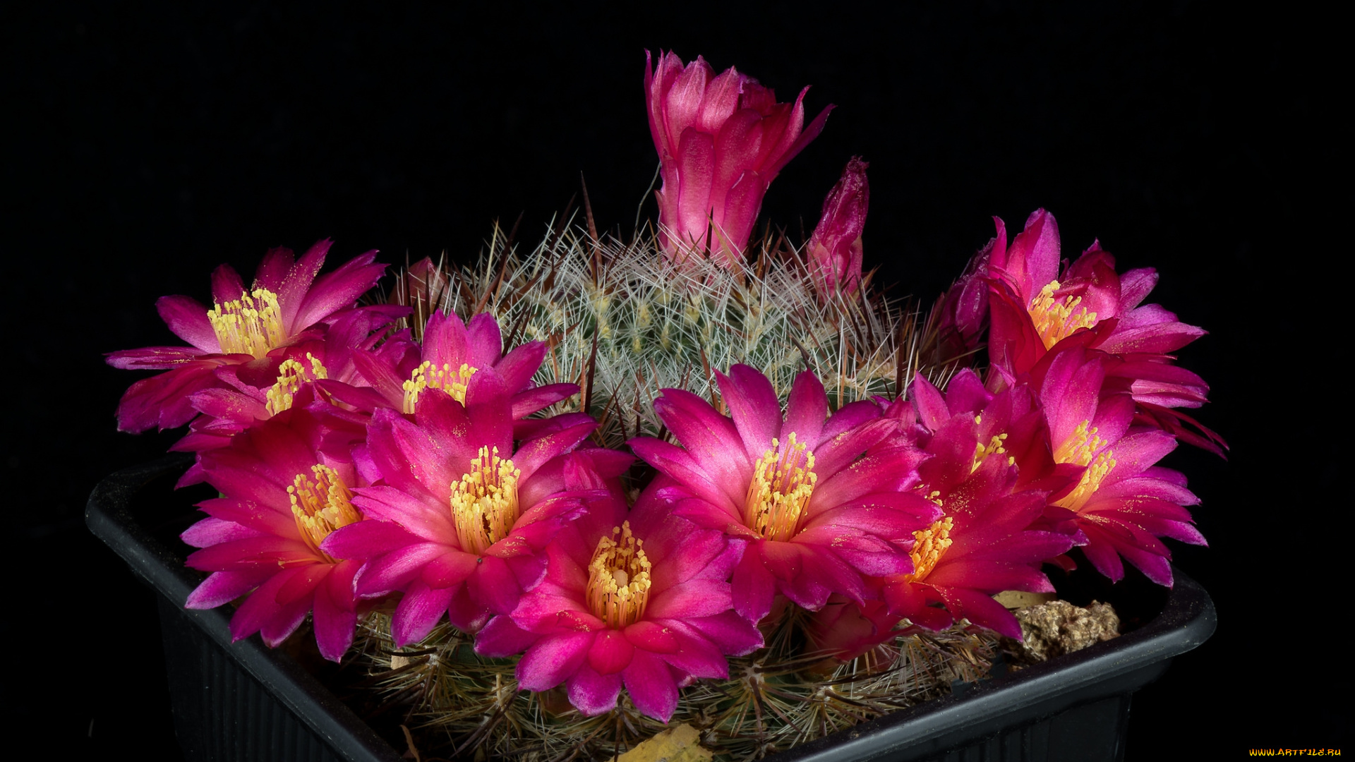 цветы, кактусы, цветок