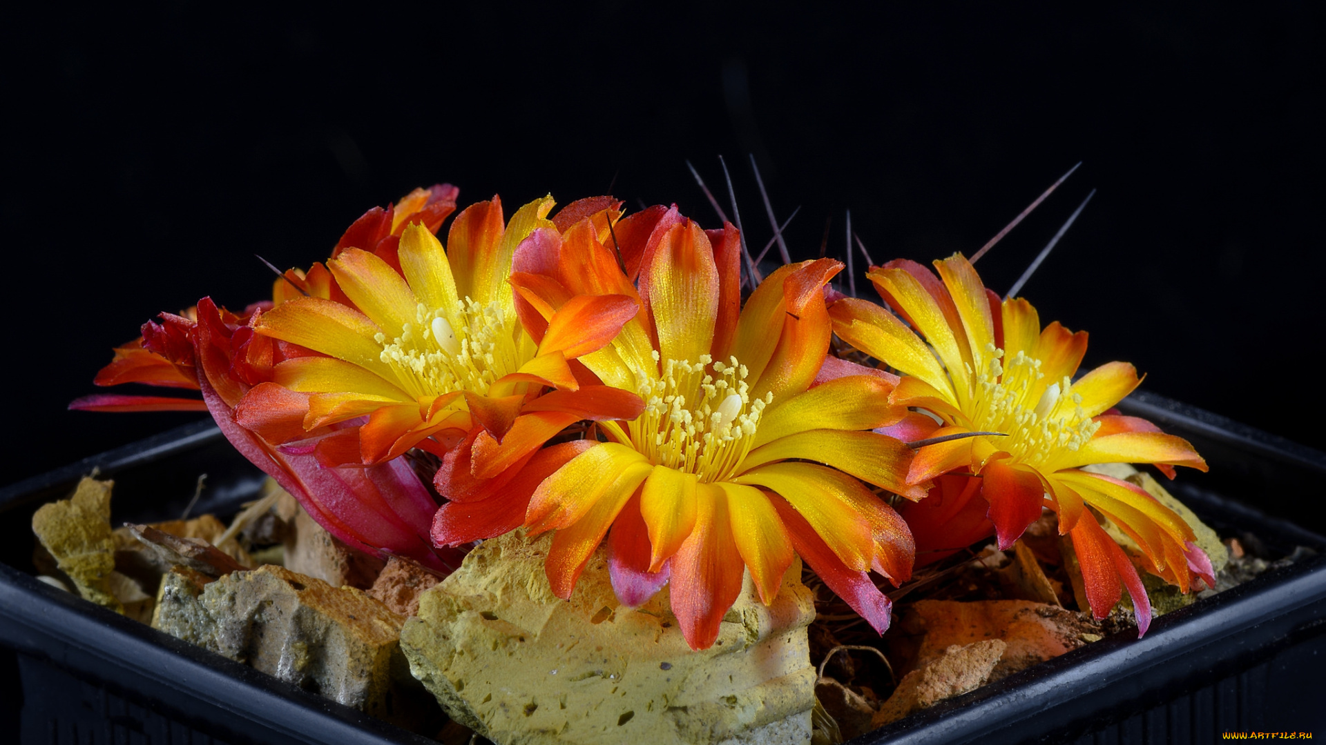 цветы, кактусы, цветок