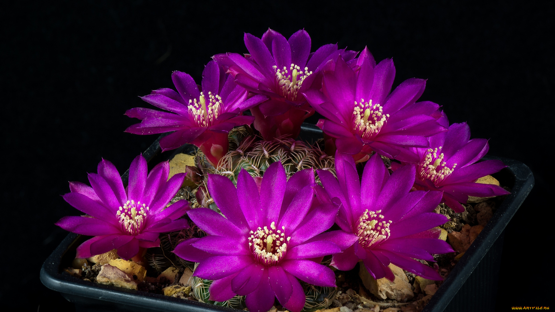 цветы, кактусы, цветок