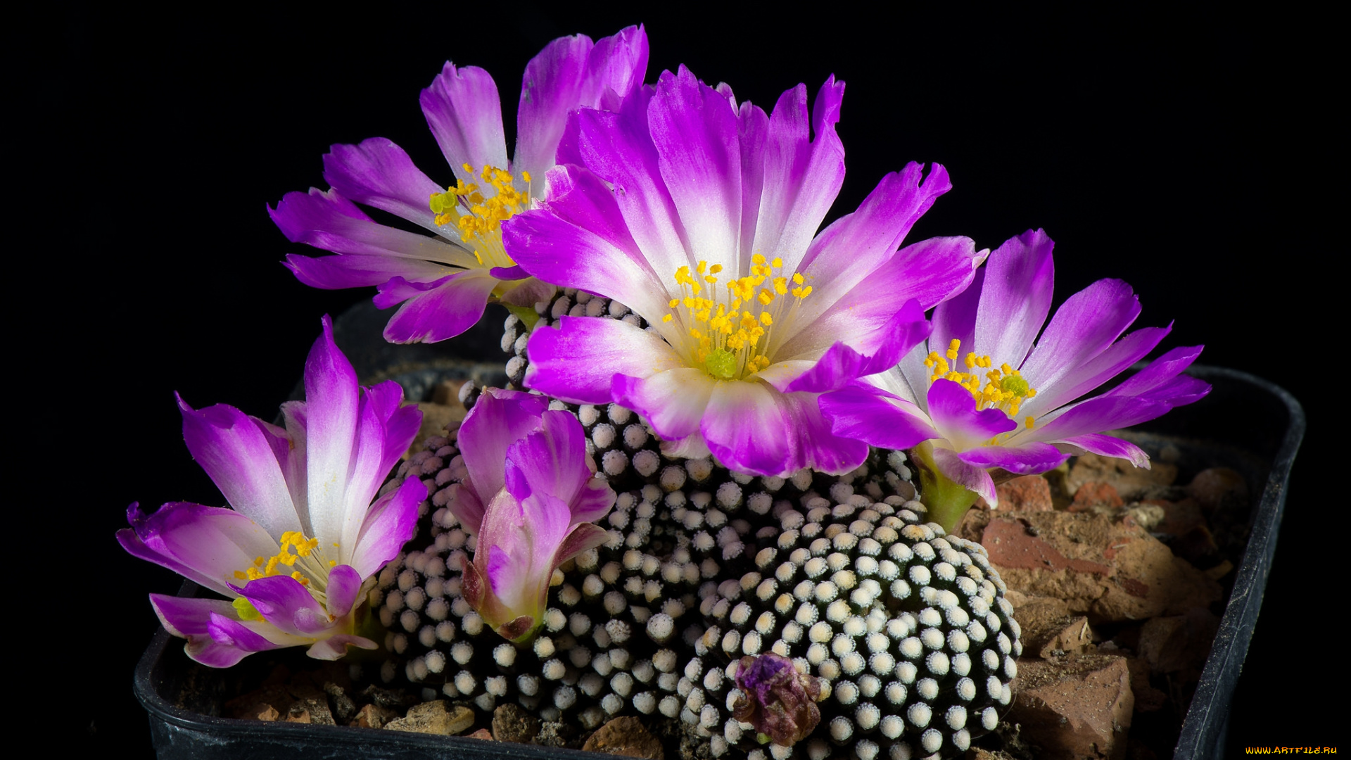 цветы, кактусы, цветок