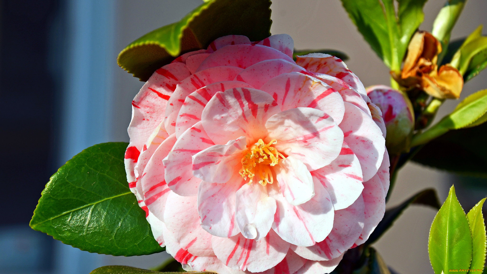 цветы, камелии, пестрый, макро