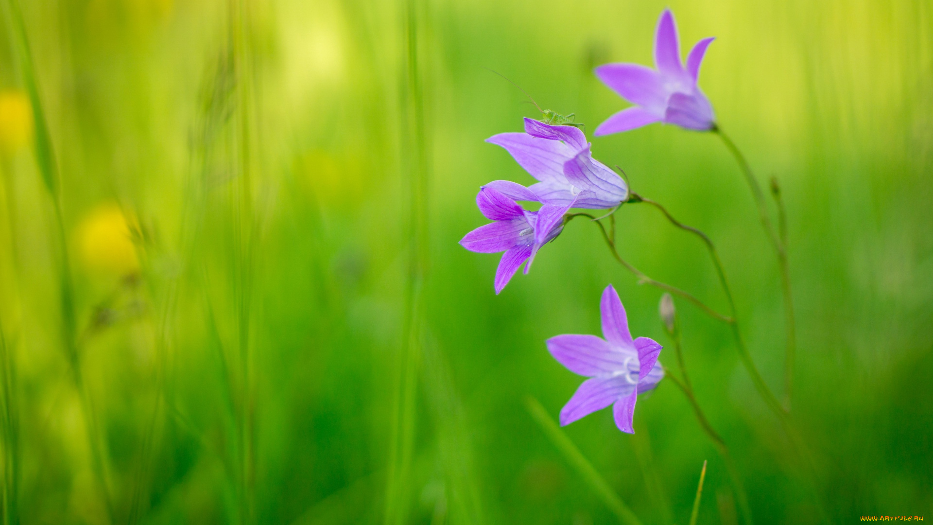цветы, колокольчики