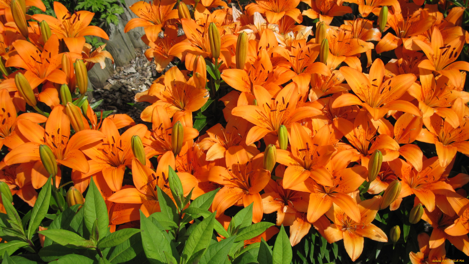 цветы, лилии, , лилейники, оранжевый