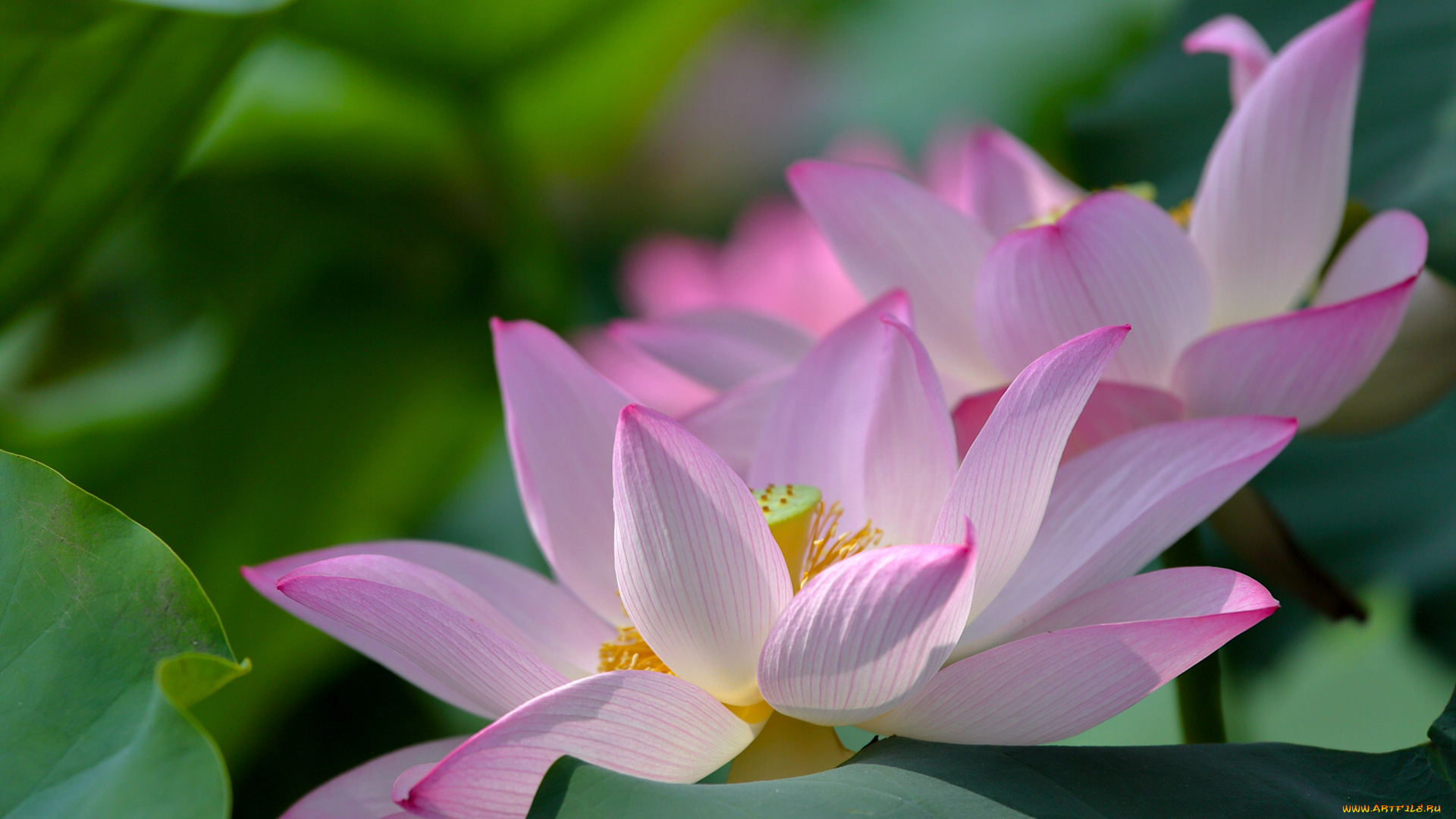 цветы, лотосы