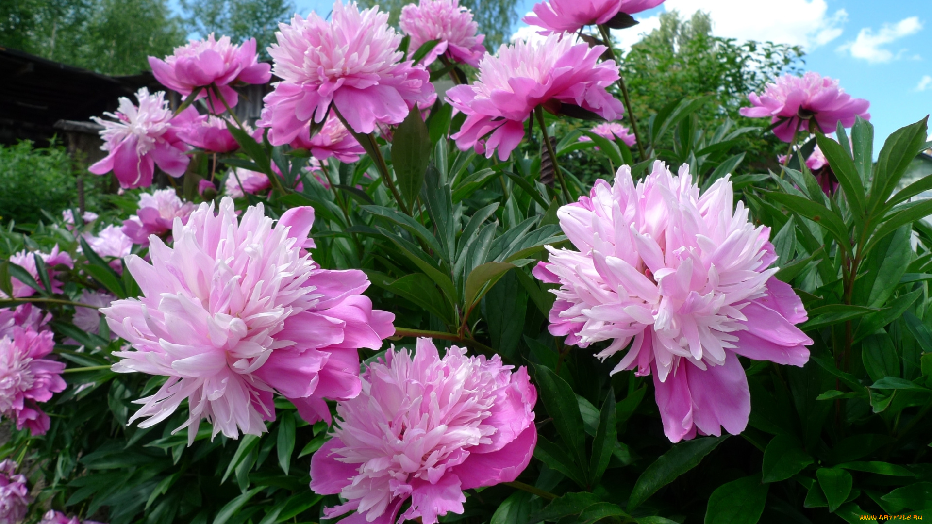 цветы, пионы