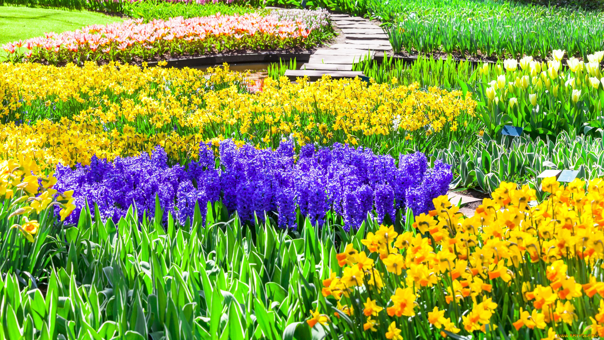 цветы, разные, вместе, тюльпаны, разноцветные, keukenhof, нидерланды, парк, кекенхоф, гиацинты, нарциссы, lisse