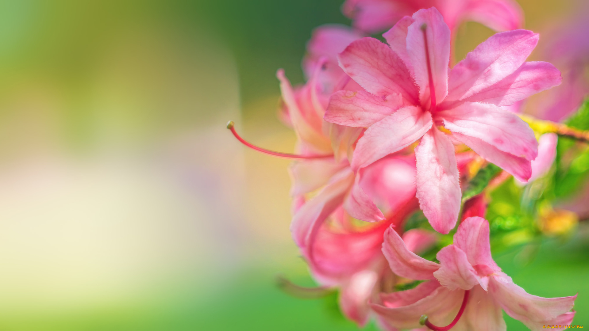 цветы, рододендроны, , азалии, азалия