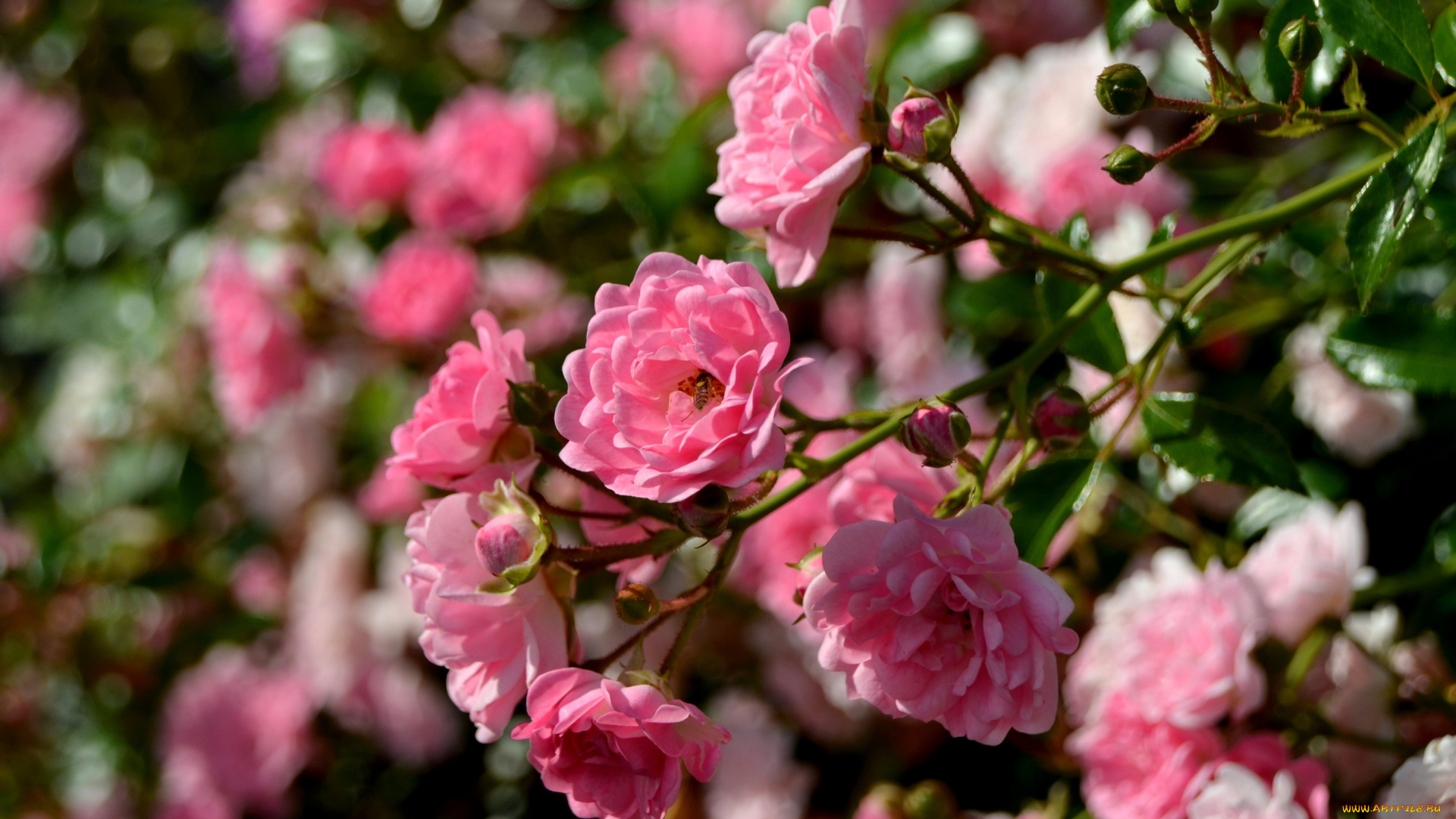 цветы, розы