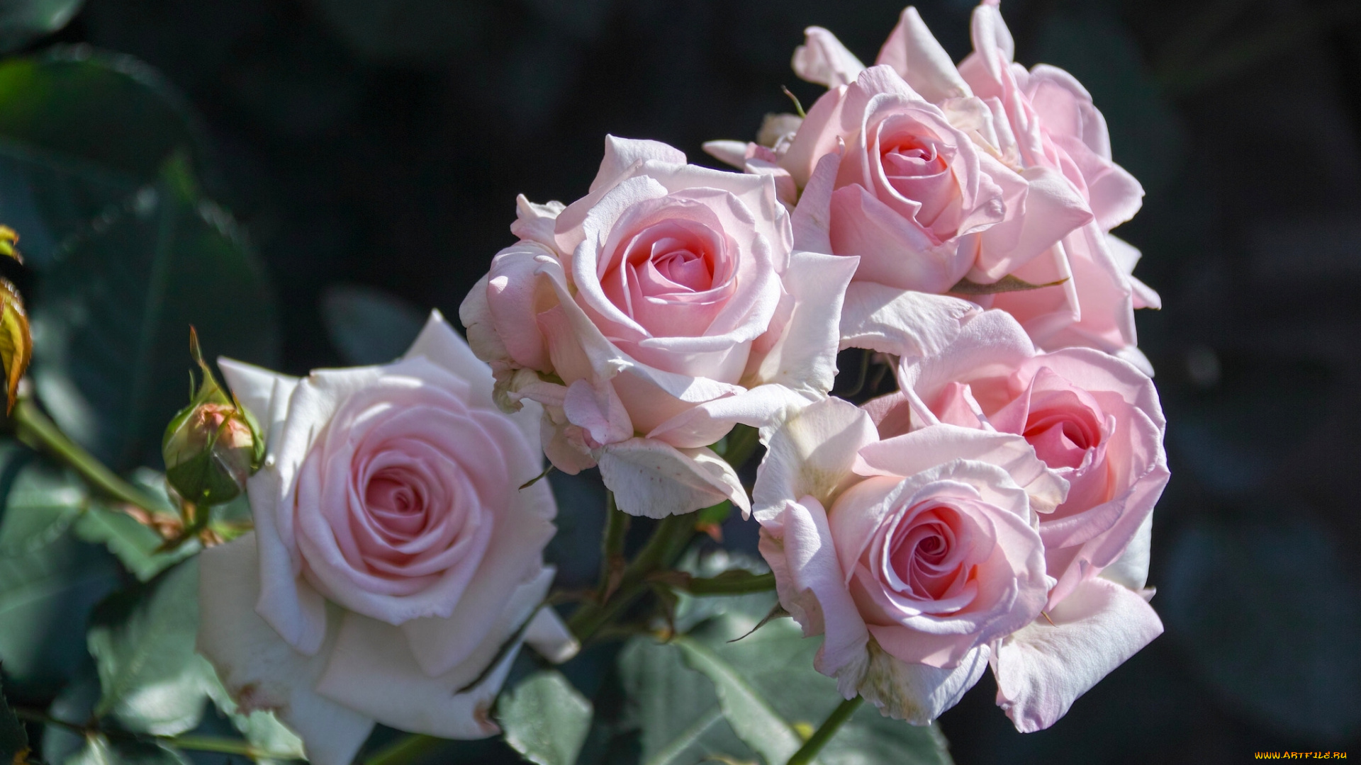 цветы, розы