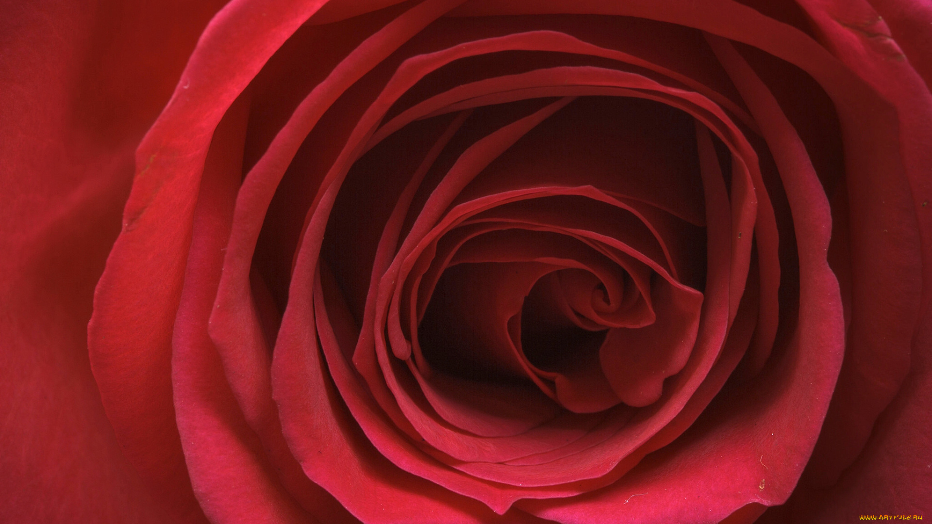 цветы, розы