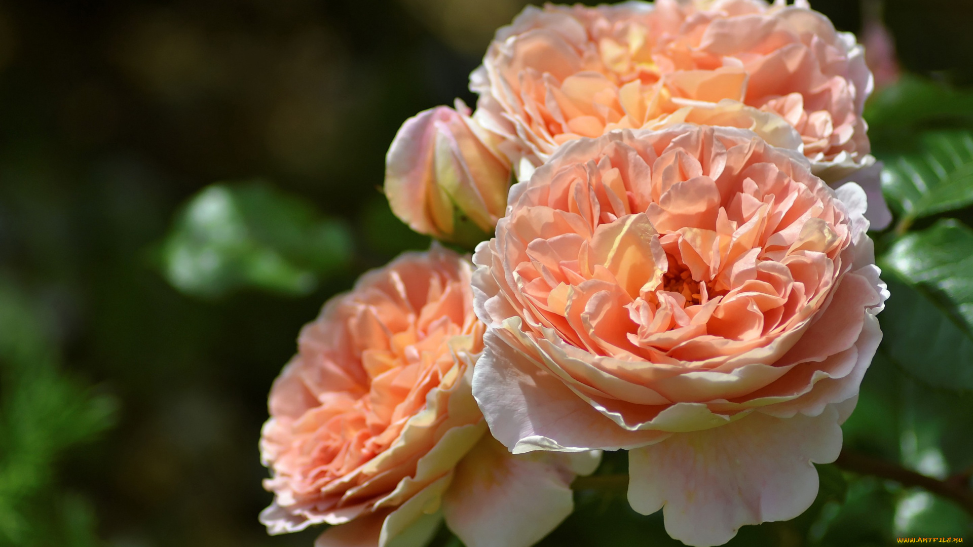 цветы, розы