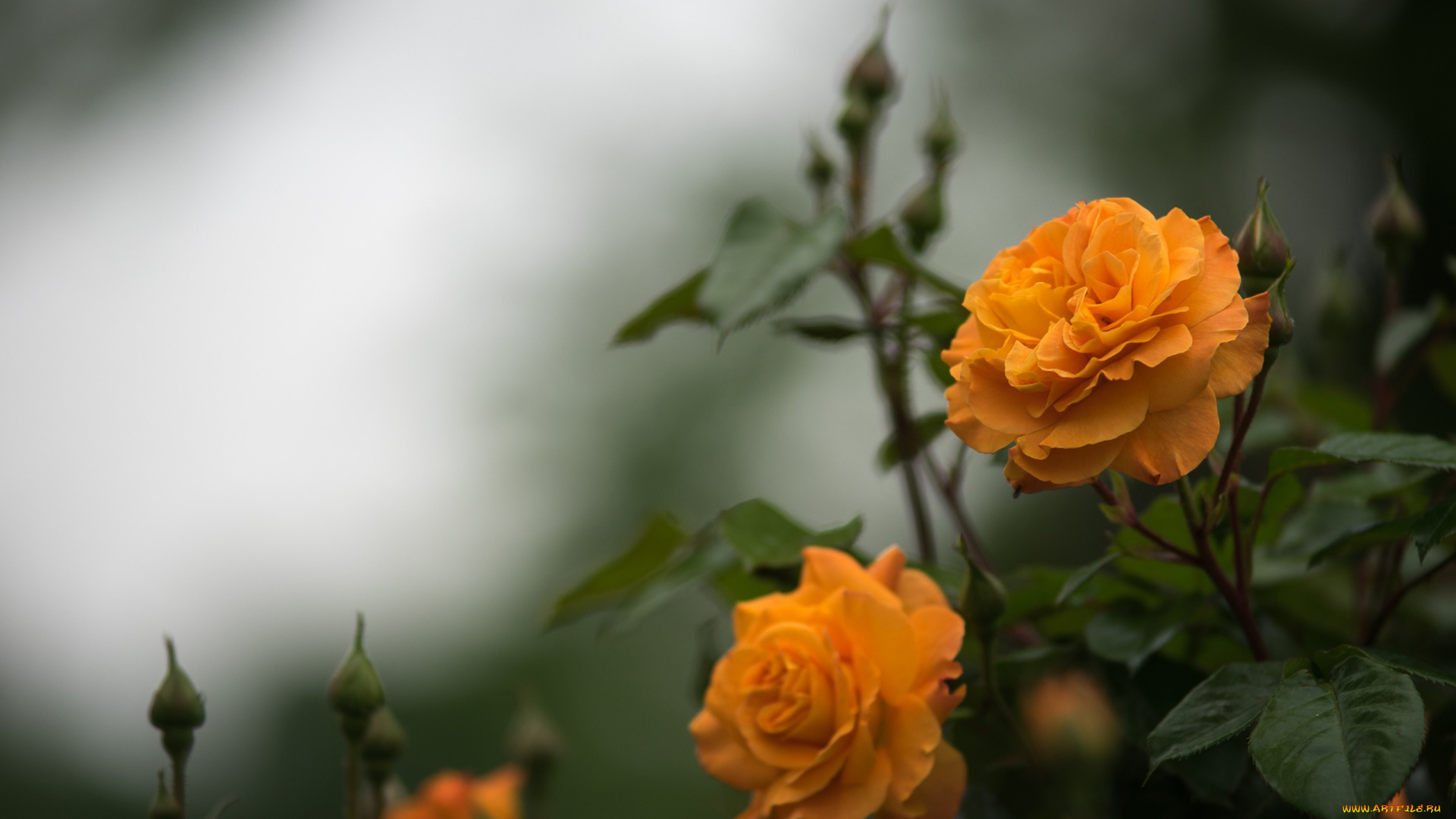 цветы, розы