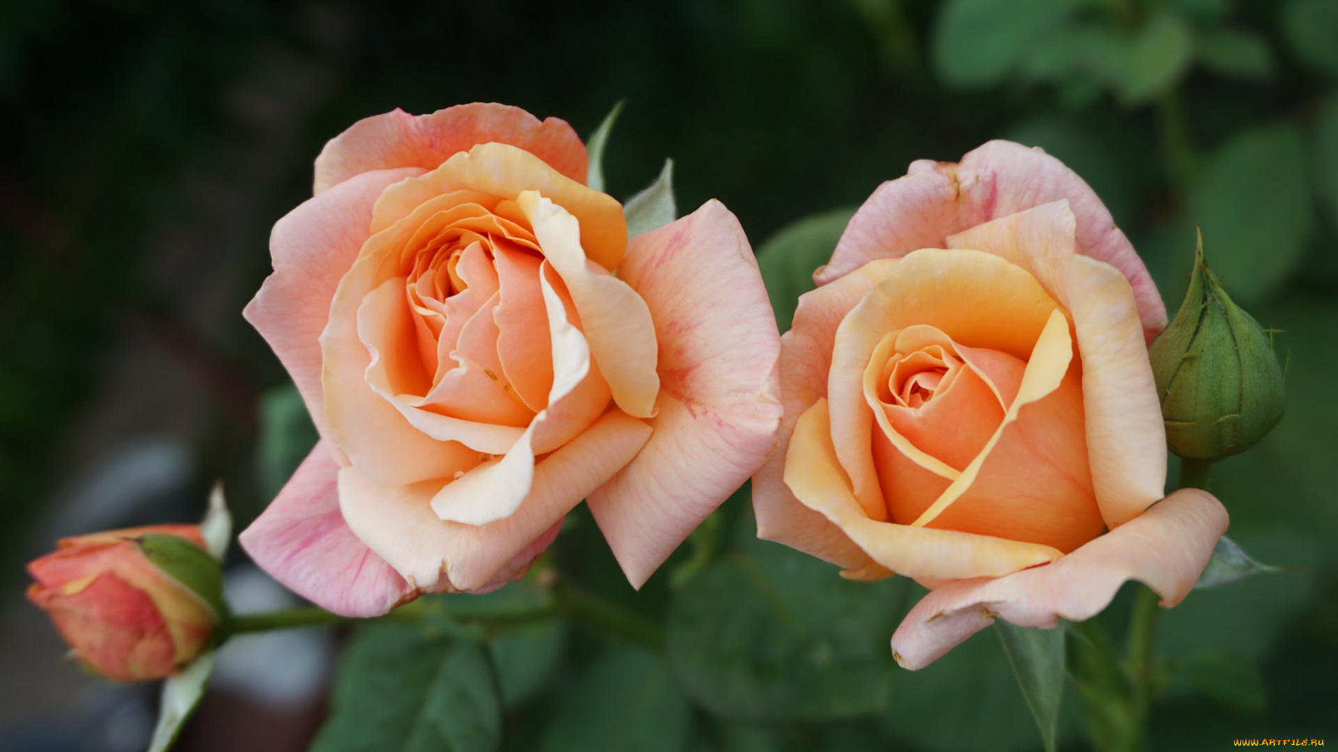 цветы, розы