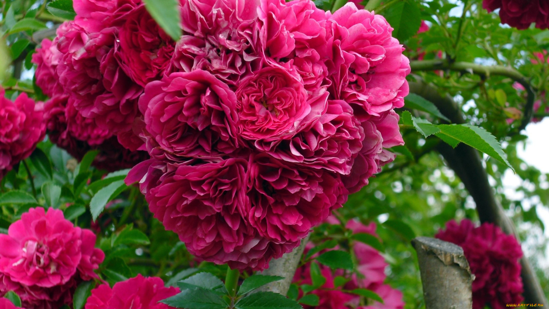 цветы, розы, куст, розовый