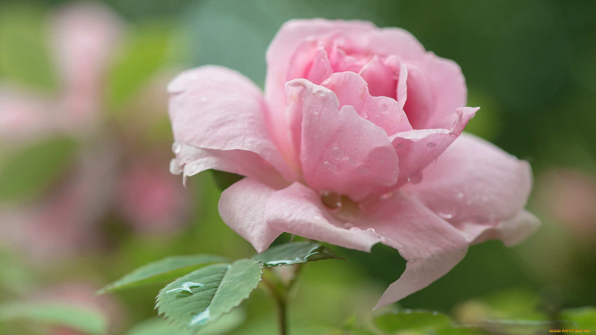 цветы, розы, лепестки, бутон