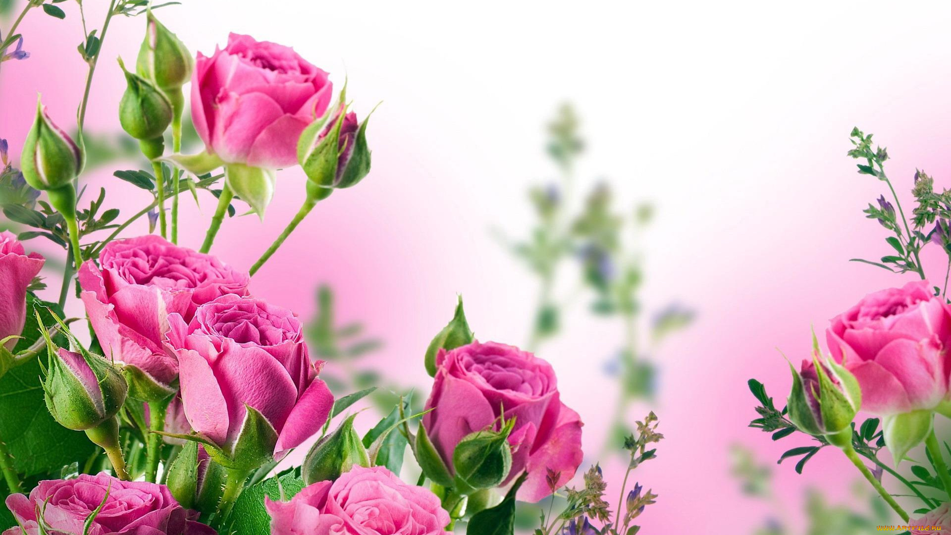 цветы, розы, листья, бутоны, розовые