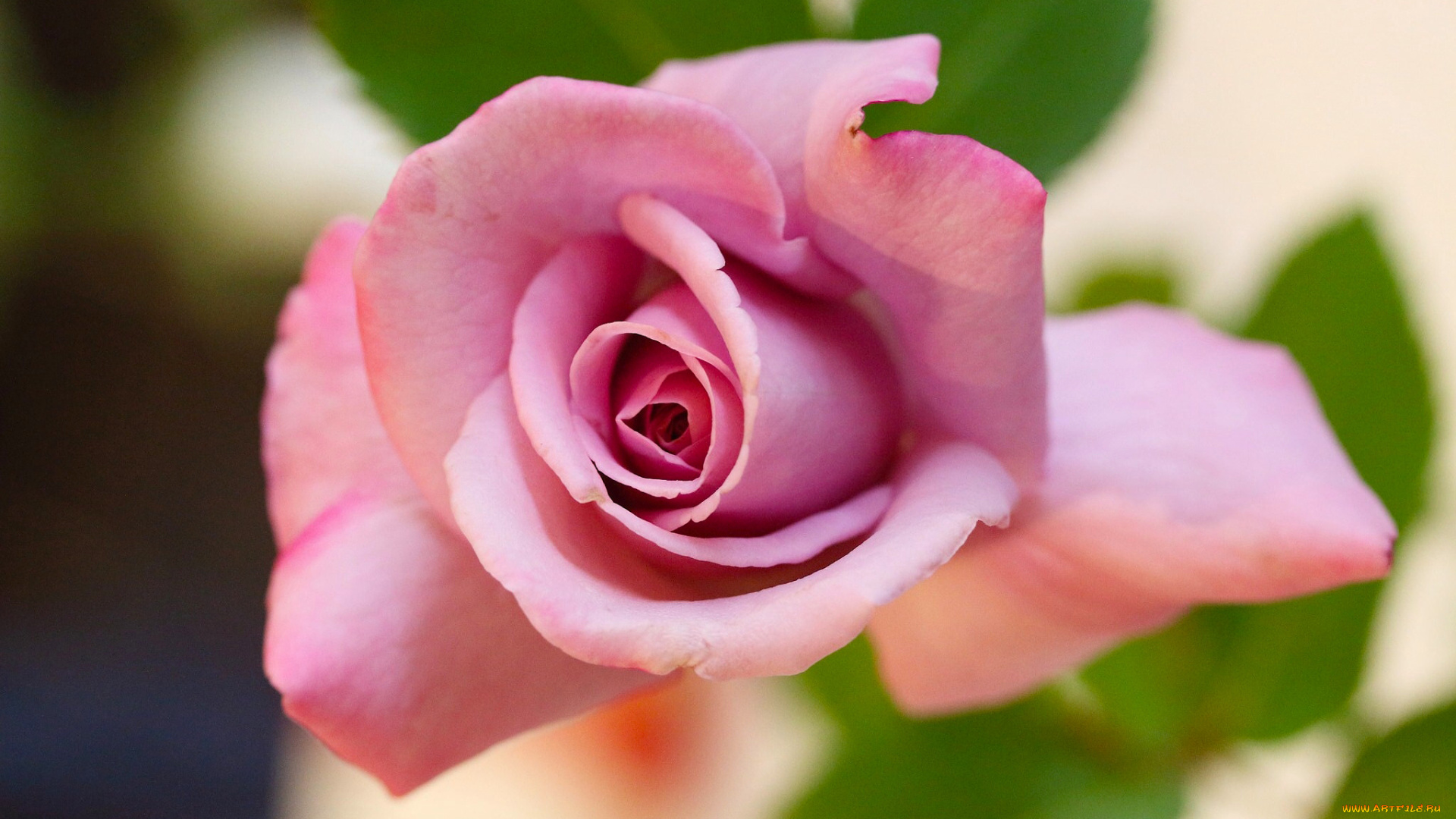 цветы, розы, роза