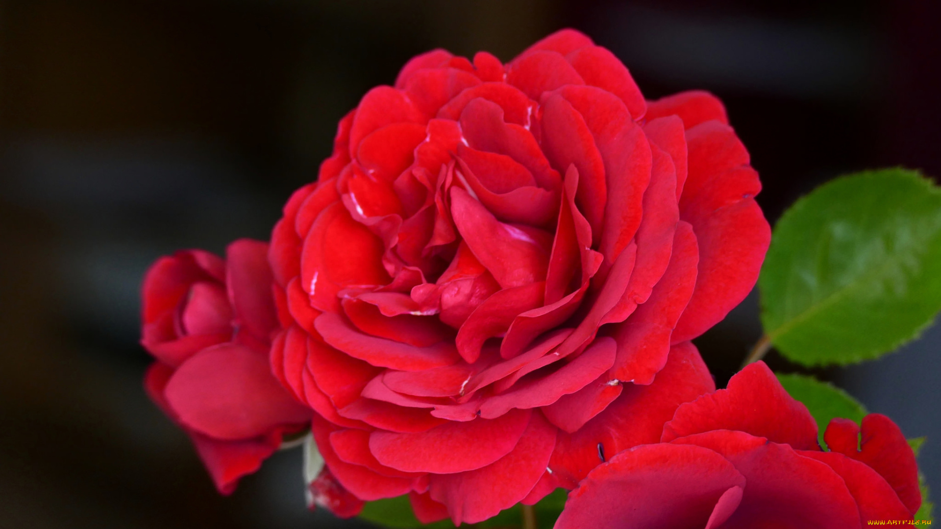 цветы, розы, роза