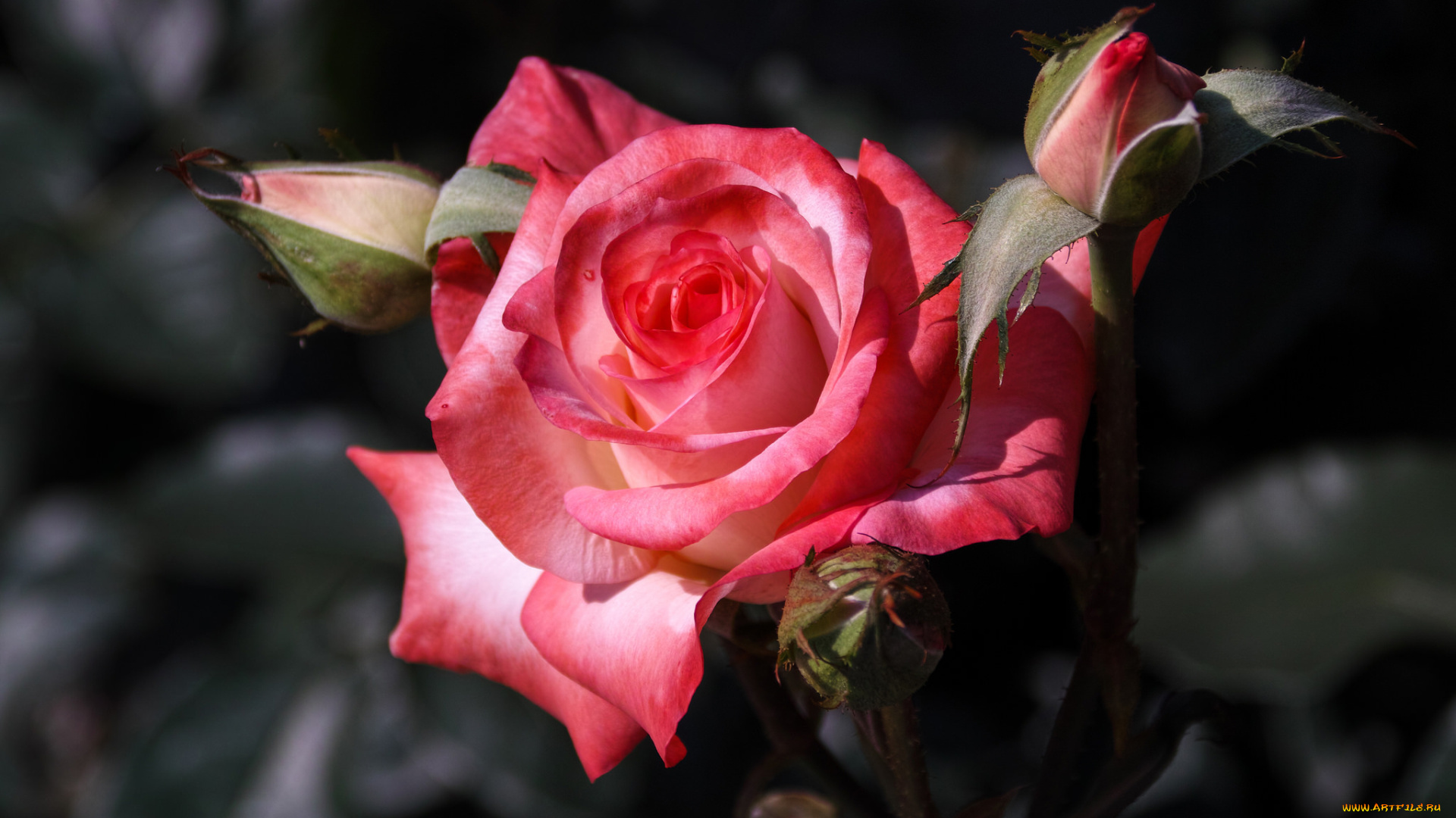 цветы, розы, роза