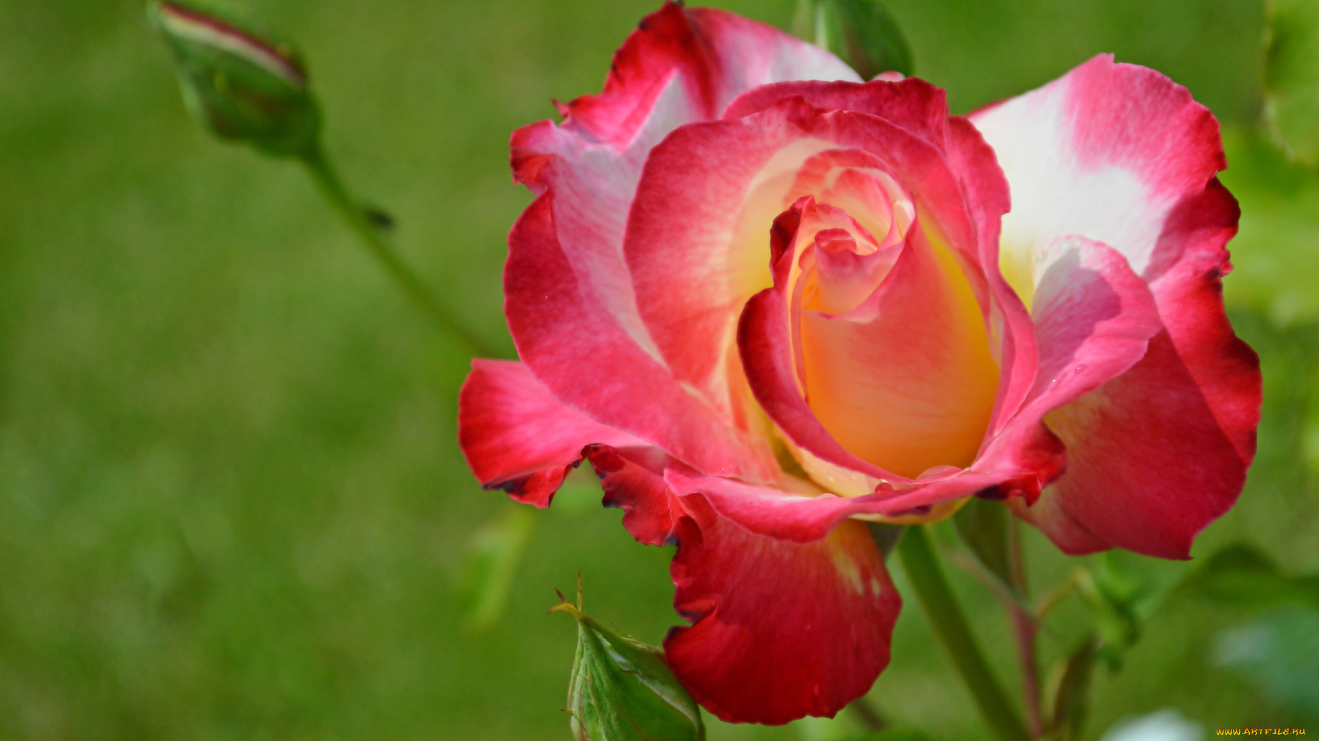 цветы, розы, роза