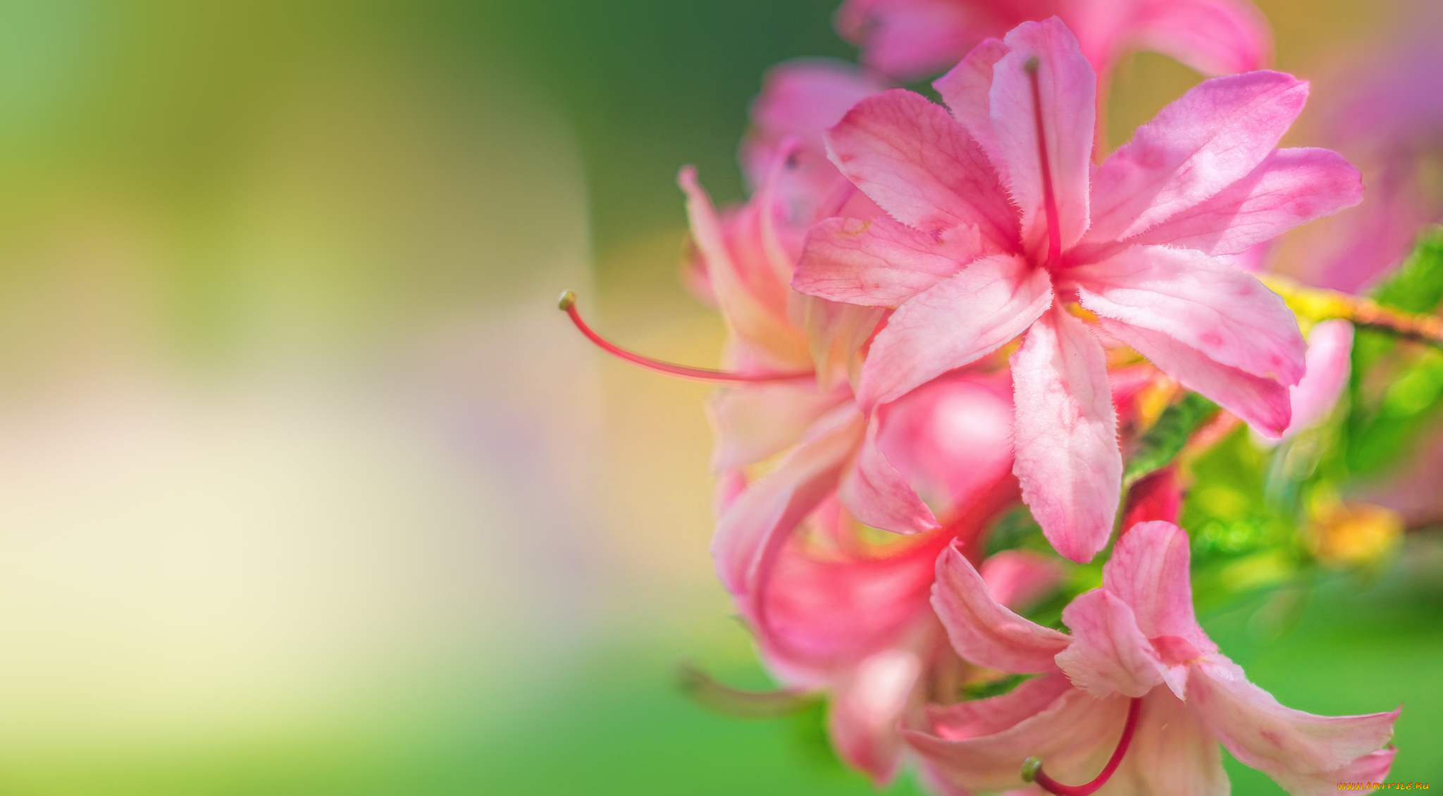 цветы, рододендроны, , азалии, азалия