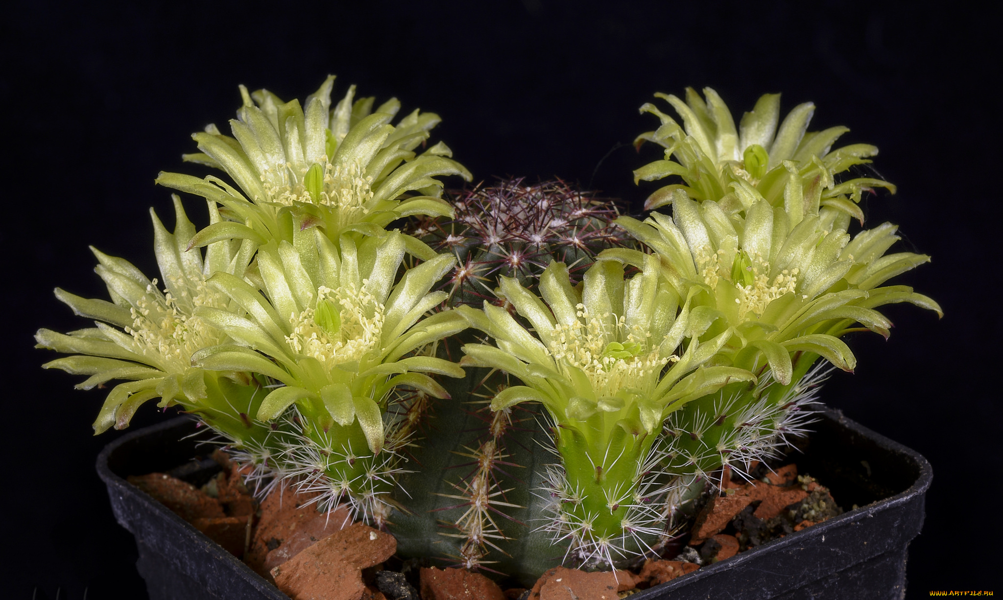 цветы, кактусы, цветок