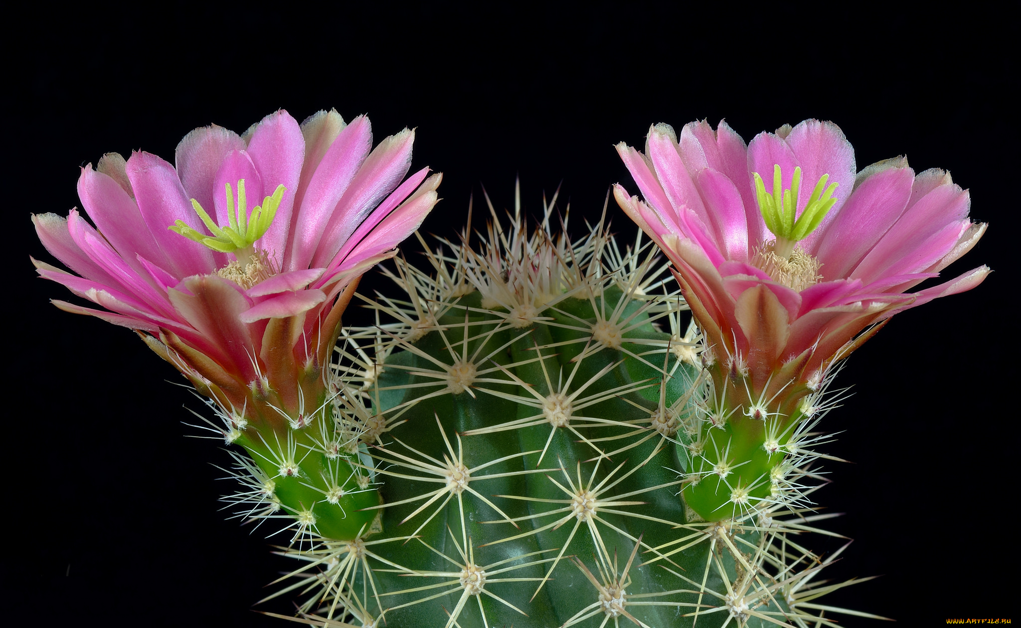 цветы, кактусы, цветок