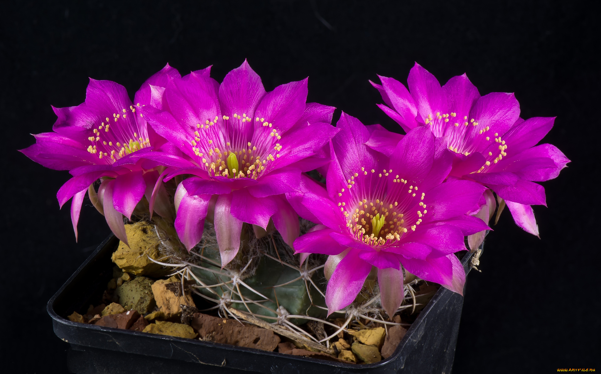 цветы, кактусы, цветок