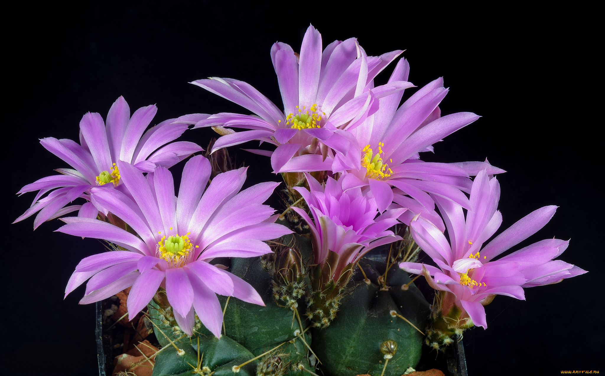 цветы, кактусы, цветок