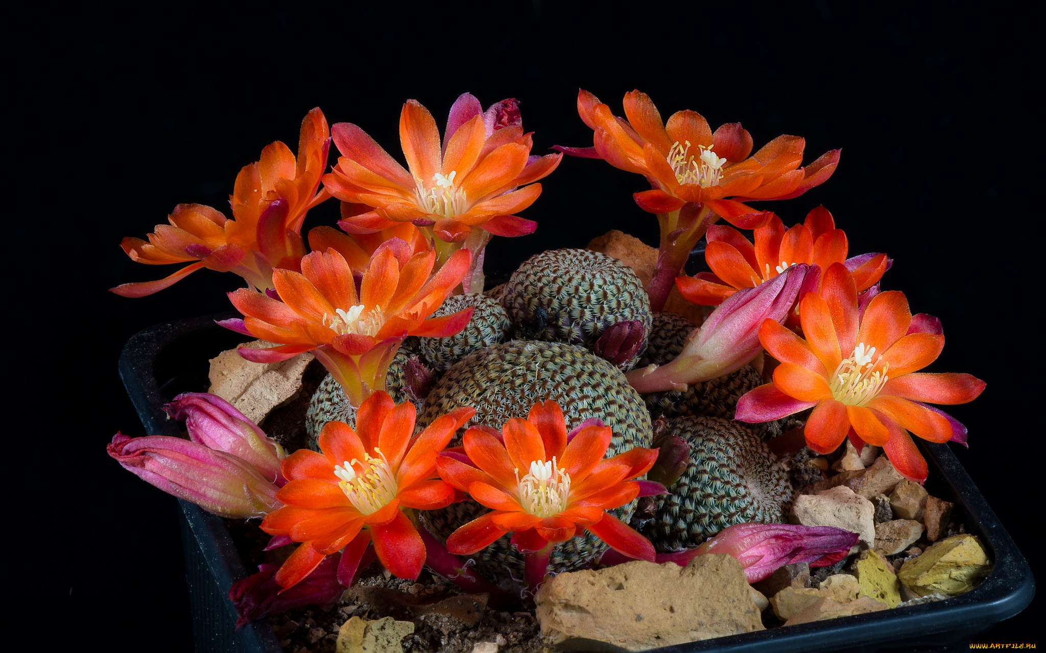 цветы, кактусы, цветок