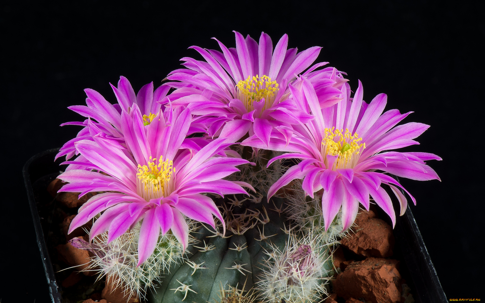 цветы, кактусы, цветок