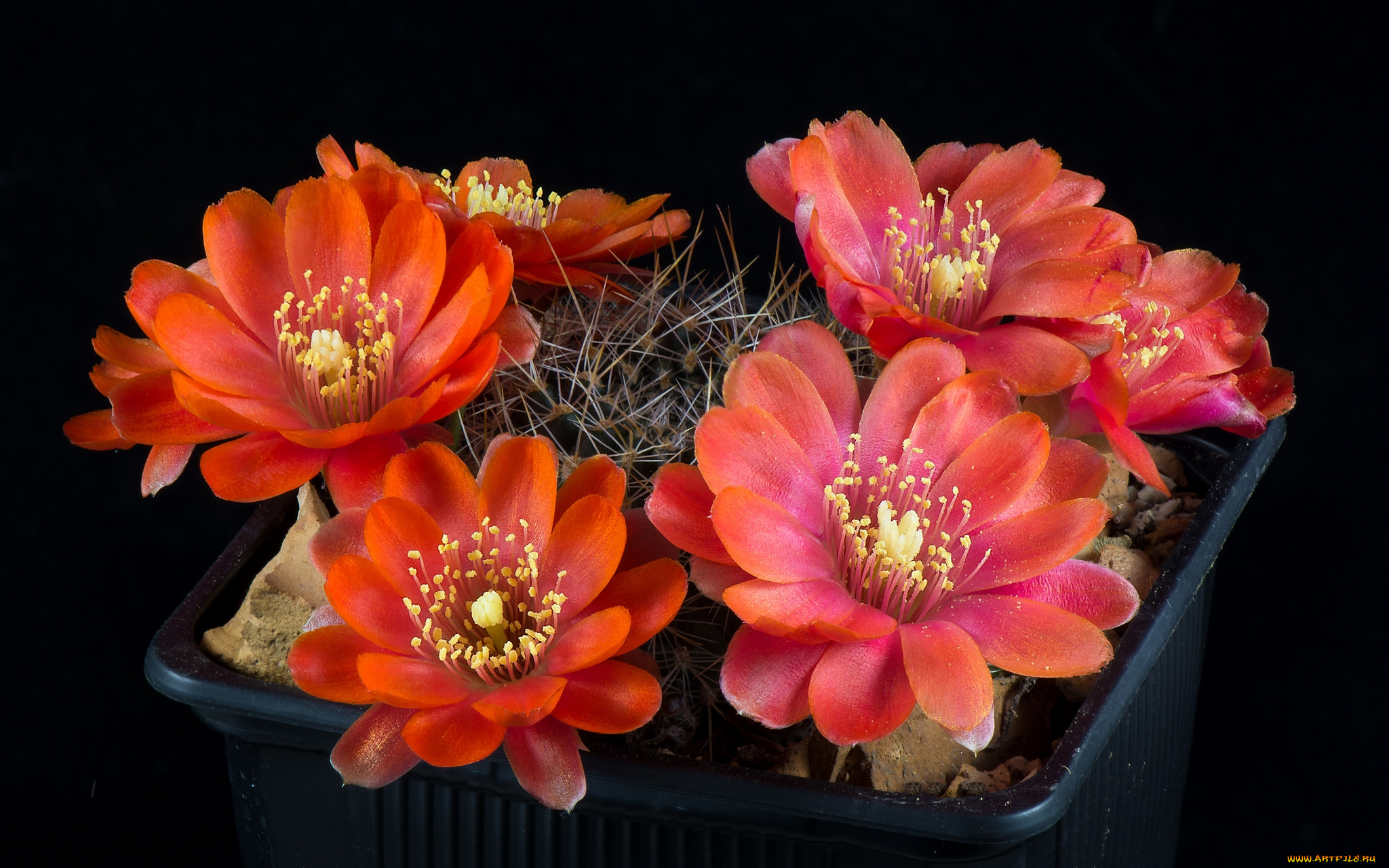 цветы, кактусы, цветок