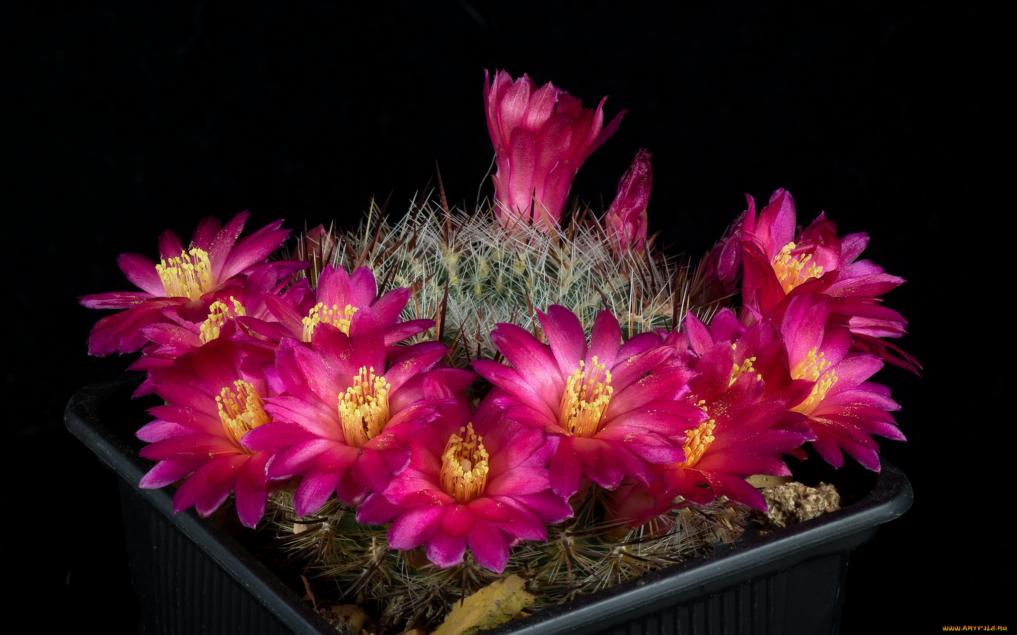 цветы, кактусы, цветок