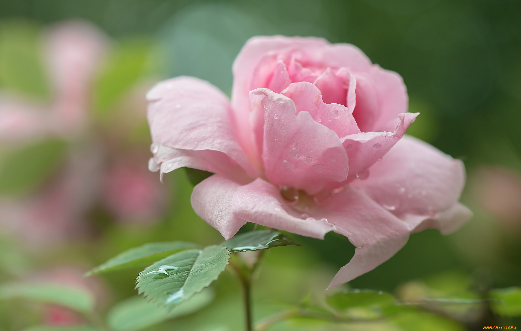 цветы, розы, лепестки, бутон