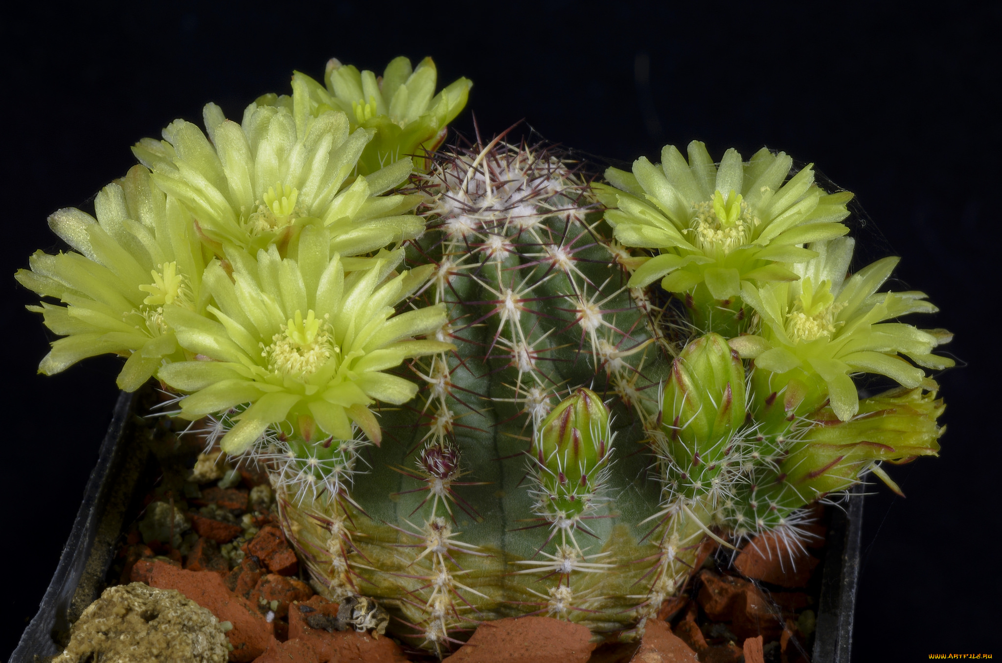 цветы, кактусы, цветок