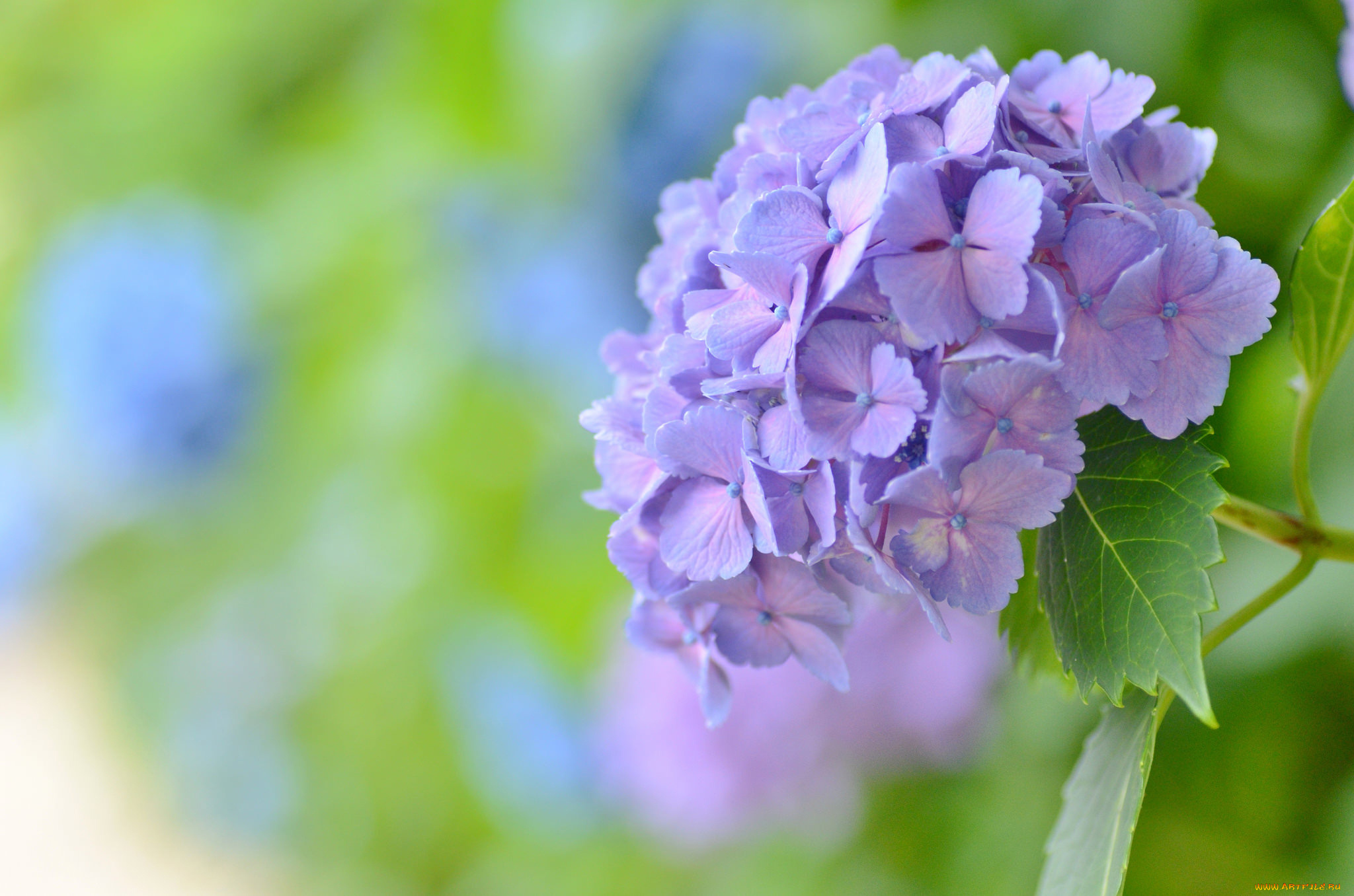 цветы, гортензия