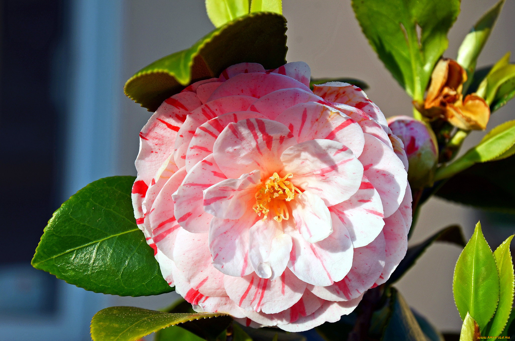 цветы, камелии, пестрый, макро