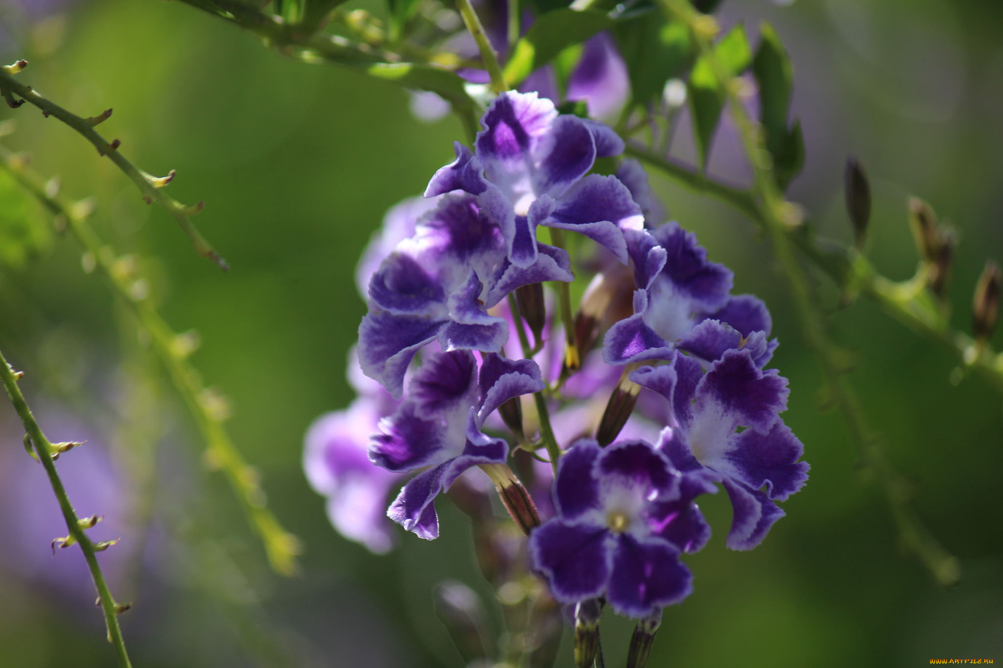 цветы, дуранта