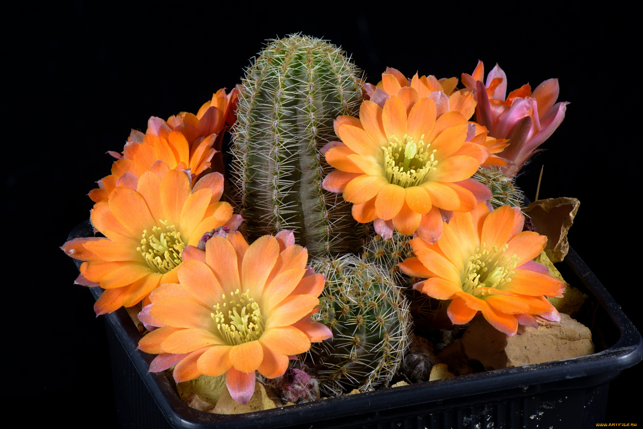 цветы, кактусы, цветок