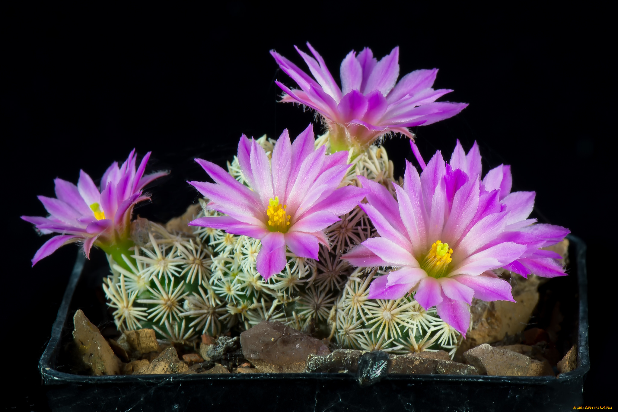 цветы, кактусы, цветок